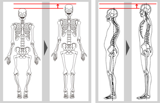 ⑦ 身長が最大4cm～5cm伸びることも
